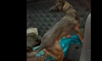 Куче-душкач открило дрога во вредност од 1,7 милиони евра на пристаништето во грчкиот град Патра