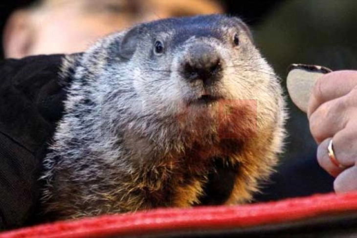 Во САД и во Канада традиционални манифестации по повод Денот на мрмотот