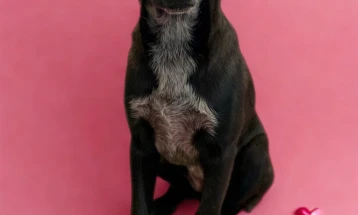 Иницијатива „Биди мојот Валентајн за еден ден