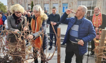 Четири општини од Тиквешко со подготовки за Свети Трифун, празникот заштитник на лозарите и винарите