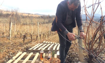 Се кројат лозјата во Тиквешко