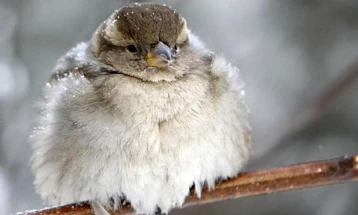 Најстудено во Берово, Попова Шапка и Маврови Анови
