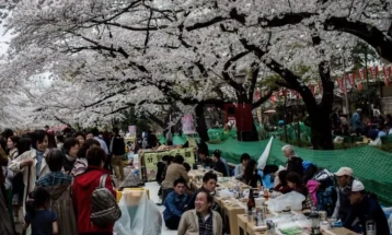Во Јапонија откажан Фестивалот на цветање на црешите поради несовесни туристи