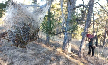 Екологисти од Неготино алармираат за штетникот боров четник во боровите шуми