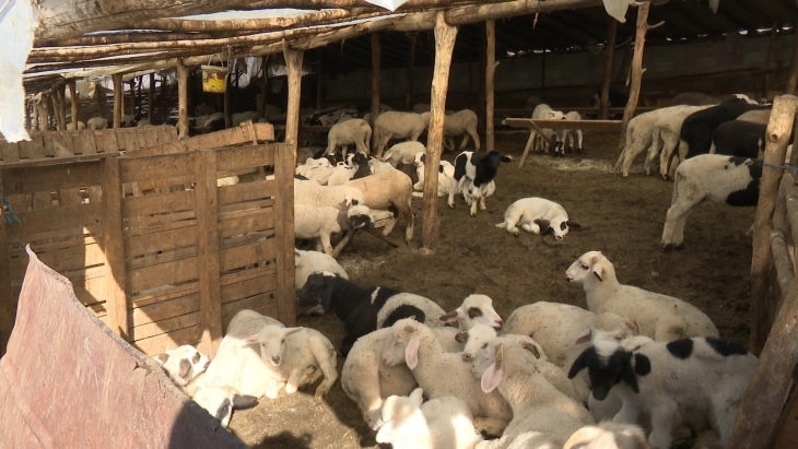 Украдени овци и јагниња од бачилото на сточар во штипското село Лакавица