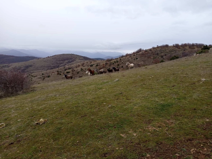 Од Росоман стартуваше 9. традиционално зимско искачување на врвот Клепа
