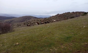 Од Росоман стартуваше 9. традиционално зимско искачување на врвот Клепа