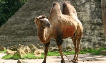 На натпревар за убавина на камили им инјектирале ботокс и хијалурон