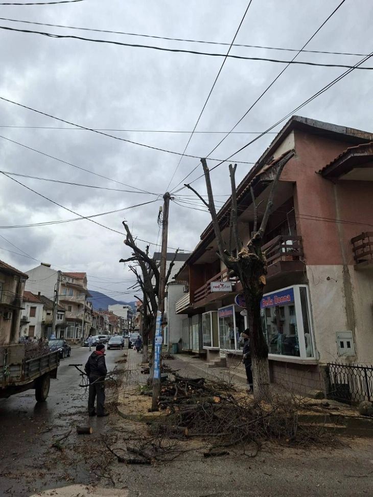 Во Виница се уредува градското зеленило со кастрење на дрвјата