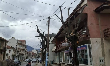 Во Виница се уредува градското зеленило со кастрење на дрвјата