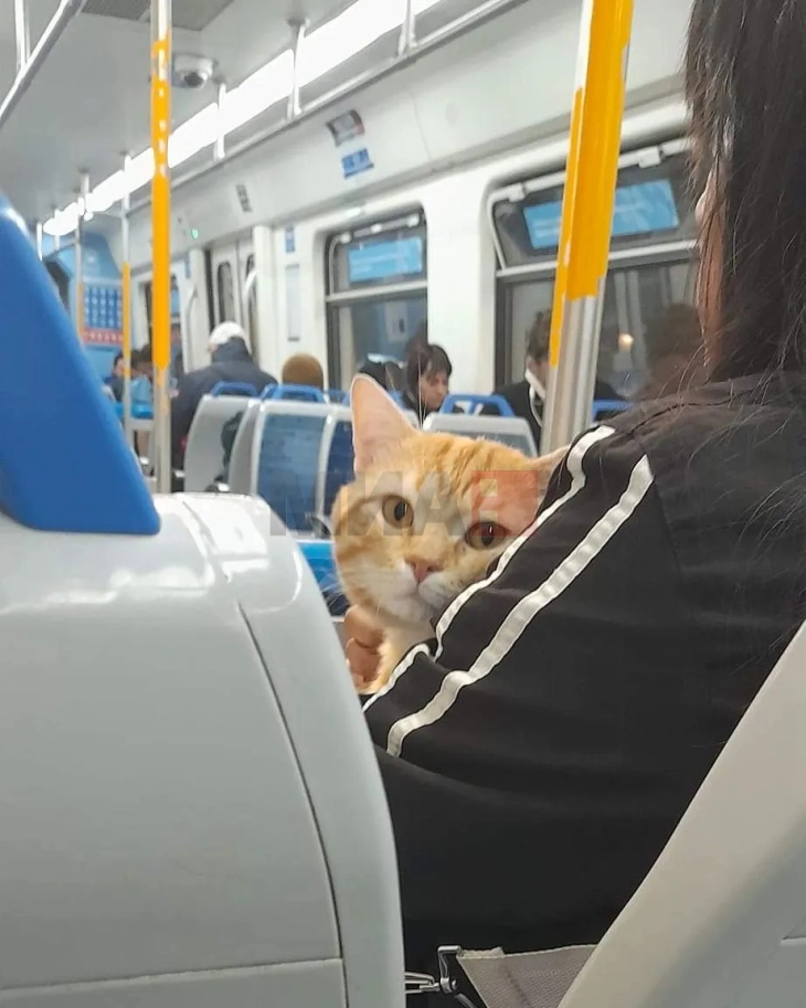 Мачка со авантуристички дух била вратена кај своите сопственици откако германската полиција ја пронашла сама во воз