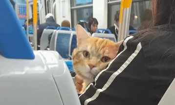 Мачка со авантуристички дух била вратена кај своите сопственици откако германската полиција ја пронашла сама во воз