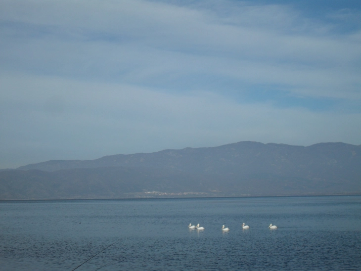Лиски, галеби и корморани се најзастапените дојрански водни птици, кои ја задржале бројноста во последните пет години