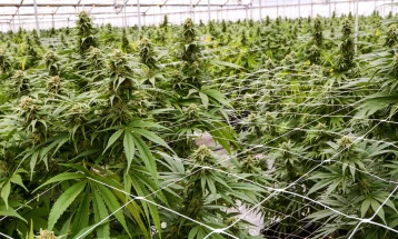 Extraordinary inspections begin for medical cannabis companies, 43 licenses to be checked