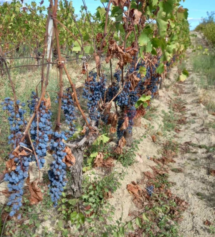 МЗШВ: Исплатени се речиси половина милијарда денари кон 12.458 лозари