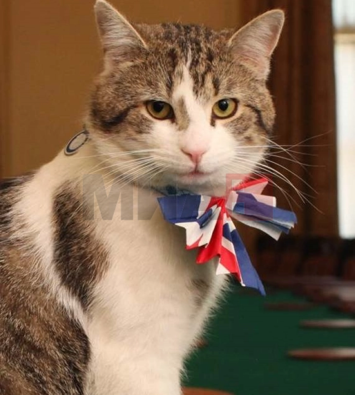 Мачорот Лери го слави својот 15. роденден на „Даунинг стрит“