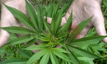 Пронајдени околу 100 стебла канабис во нива кај Теарце