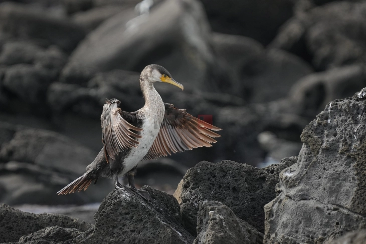 Корморан побарал помош во болница во Бремен