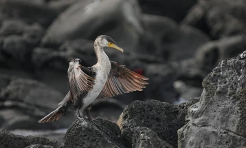 Корморан побарал помош во болница во Бремен