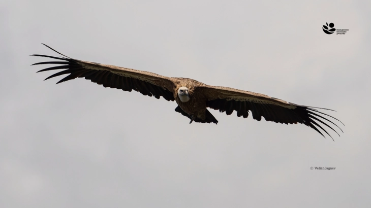 Македонското еколошко друштво почнува нов проект за обнова на популацијата на белоглавиот мршојадец во Македонија