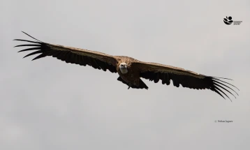 Македонското еколошко друштво започнува нов проект за обнова на популацијата на белоглавиот мршојадец во Македонија