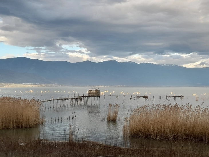 Редок вид на чапја се гнезди крај Дојранското езеро