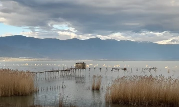 Редок вид на чапја се гнезди крај Дојранското езеро