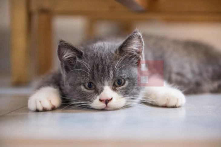 Një amerikan i infektuar me murtajë bubonike, e ka marrë nga macja e tij