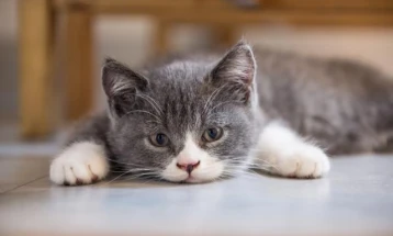 Истражување: Клучот за лекување на ракот може да лежи кај мачките