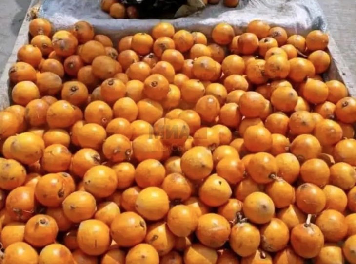 Истражување: Шимпанзото внесува алкохол преку „забранетото овошје“ во Африка