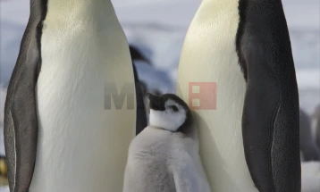 Климатските промени сѐ поголема закана за царските пингвини