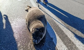 Млада фока вратена во море откако „шетала“ на улица во грчкиот град Аркица