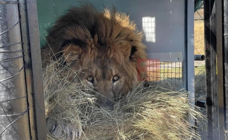 Постари лавови спасени во Нов Зеланд откако инвеститори ја купиле зоолошката