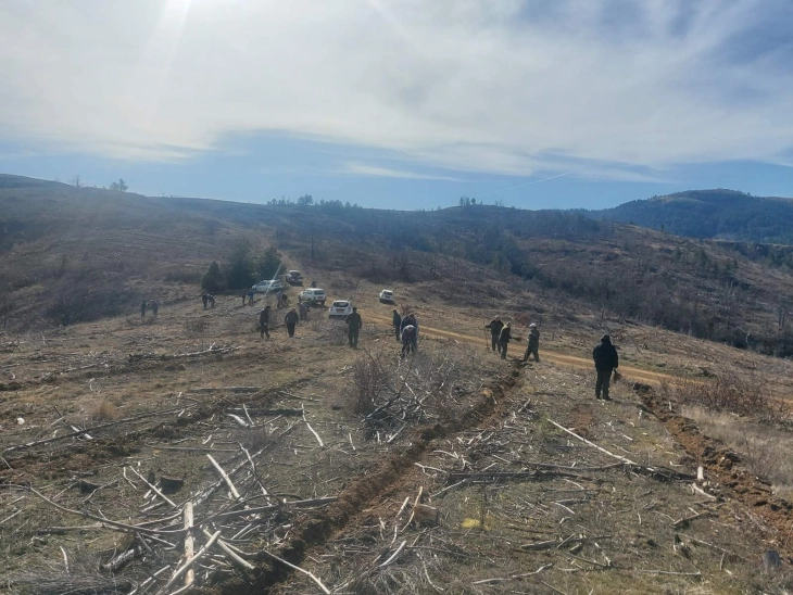 Пошумување на опожарена површина на Голак