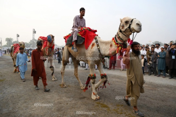 Дваесет камили дисквалификувани од натпревар за убавина поради ботокс
