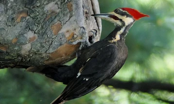 Платформата ptici.mk собра над 34.000 податоци за птиците во Македонија