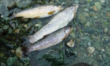 Концерионерот почна со издавање дозволи за рекреативен риболов на блинкер на Охридското Езеро