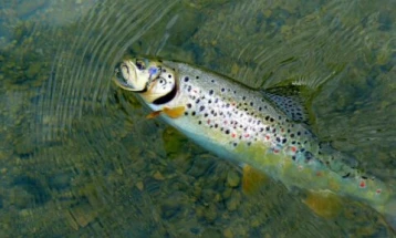 Тројца државјани на Албанија фатени во нелегален риболов во македонскиот дел на Охридското Езеро