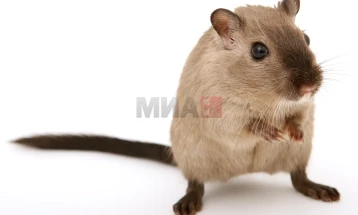 Научници реконструираа снимки од мозочна активност на глувци