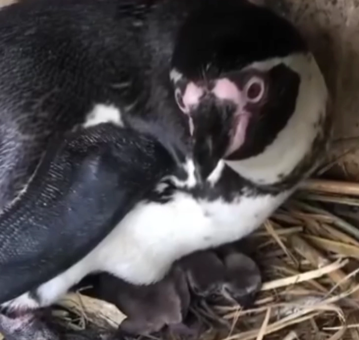 Во скопската Зоолошка градина се роди пингвинче