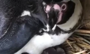 Во скопската Зоолошка градина се роди пингвинче