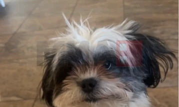 Кученцето Вуди стана вистински хит на социјалните мрежи: не разбира англиски, но шпанскиот му е сосем јасен