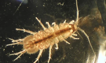 Струшкиот Музеј ќе колекционира фауна од дното на Охридското Езеро