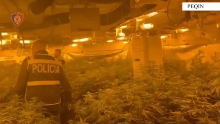 Директорот на затворот во Рогижина, Албанија  одгледувал марихуана, по него распишана потерница