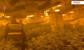 Директорот на затворот во Рогижина, Албанија  одгледувал марихуана, по него распишана потерница