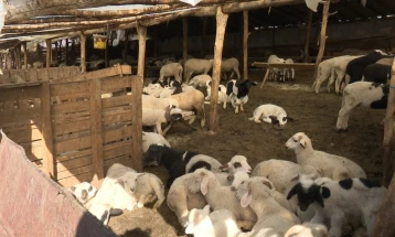 Во тек откупот на македонското јагне, откупната цена се движи од 260 до 280 денари