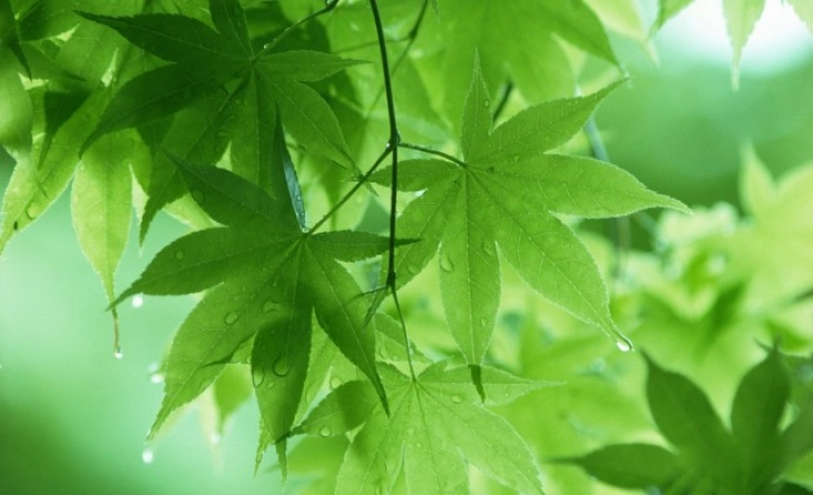 Weather: Cloudy with sunny spells, light rain; high 17°C