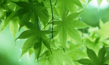 Weather: Cloudy with sunny spells, light rain; high 17°C