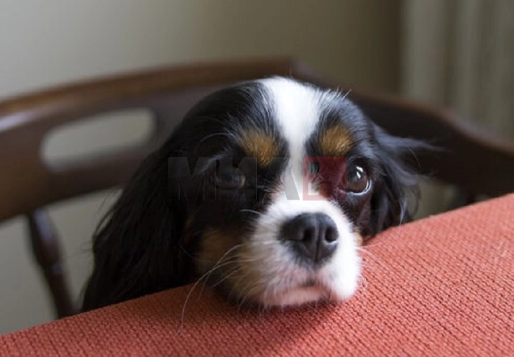 ЈП „Лајка“ воведува програма за привремено згрижување на кучиња