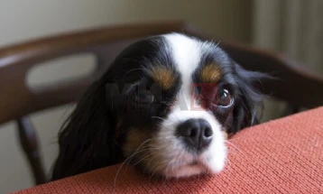 ЈП „Лајка“ воведува програма за привремено згрижување на кучиња